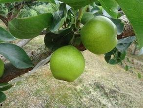 株洲桑植吃瓜,夏日炎炎，吃瓜群众的欢乐时光