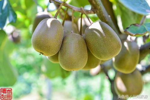 株洲桑植吃瓜,夏日炎炎，吃瓜群众的欢乐时光