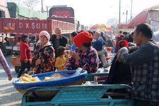 项城吃瓜事件进展,追踪进展，揭秘背后真相