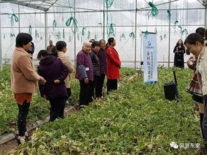 项城吃瓜事件进展,追踪进展，揭秘背后真相