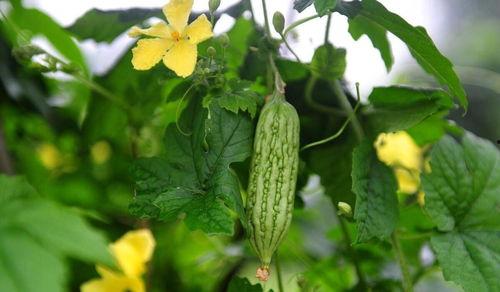 吃凉瓜不苦,吃凉瓜不苦，清凉一夏