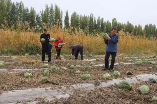 吃瓜群众田某某,揭秘吃瓜群众的趣味生活
