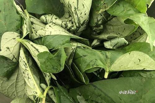 听安吃瓜树叶,树叶间传颂的民间故事