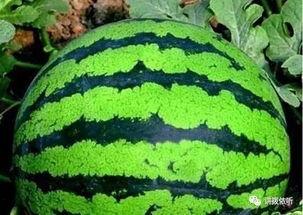 听安吃瓜树叶,树叶间传颂的民间故事