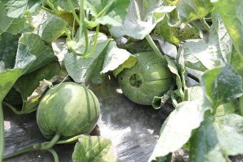 夏日吃瓜的季节,瓜果飘香——畅享清凉夏日美味之旅