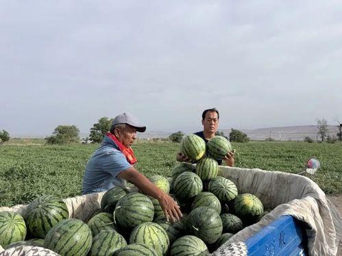 李庄吃瓜,揭秘娱乐圈幕后风云