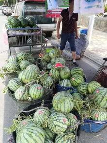 商丘永城吃瓜事件,一场网络热议背后的真相与反思