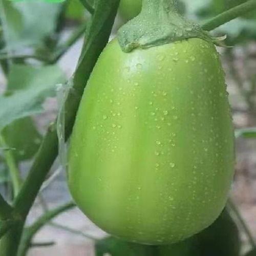 河南曹县吃瓜,河南曹县吃瓜文化探秘