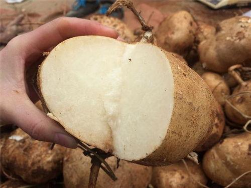 吃瓜照片婴儿推荐,从吃瓜照片看婴儿的天然魅力与成长瞬间