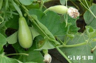 糖尿病人夏天吃瓜好吗,夏日糖尿病患者的瓜果选择指南