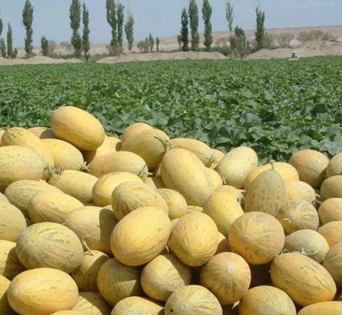 吃烂了哈密瓜,尽享甜蜜滋味，回味无穷