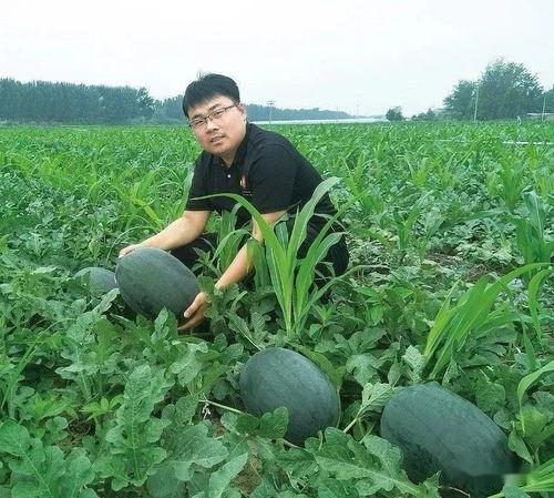 农业吃瓜新姿势,吃瓜也能吃出科技范儿