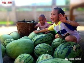 梦到去地里摘瓜吃瓜,摘瓜吃瓜的田园幻想之旅