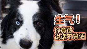 狗大眼吃瓜,揭秘宠物界的趣味瞬间