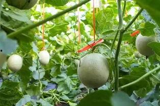 怀孕可以吃网纹瓜,网纹瓜助力健康孕育之旅