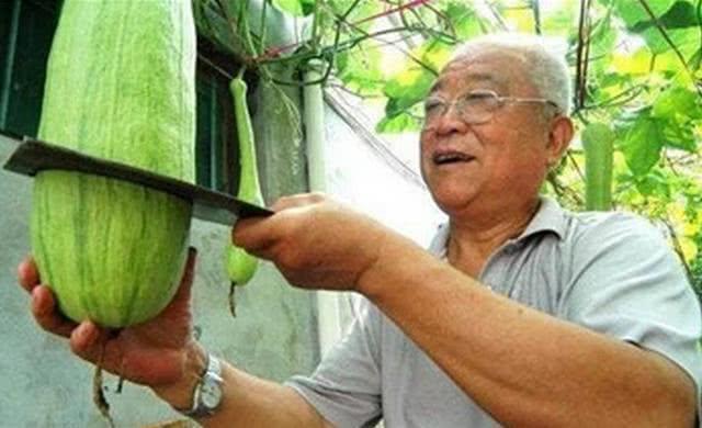 砍瓜看着吃的生瓜,砍瓜的奇妙蜕变之旅