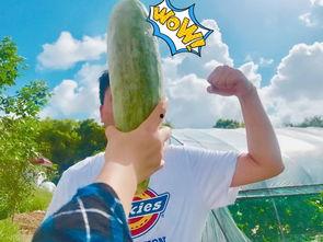 最火吃瓜,揭秘娱乐圈最新热点事件