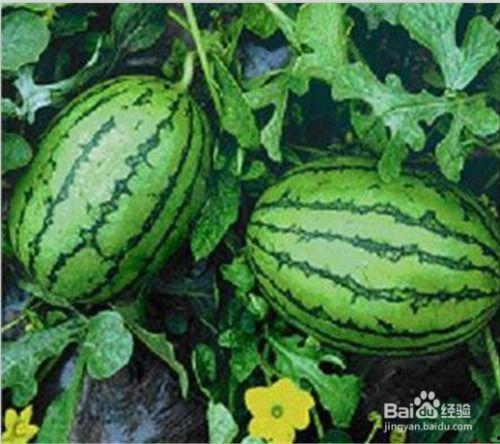 福建水院吃瓜,揭秘校园“吃瓜”文化现象