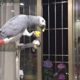 大鹦鹉怎么吃瓜,一场别开生面的美食之旅