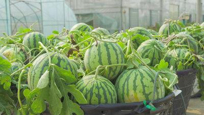 莱芜区吃瓜视频,揭秘当地美食文化盛宴