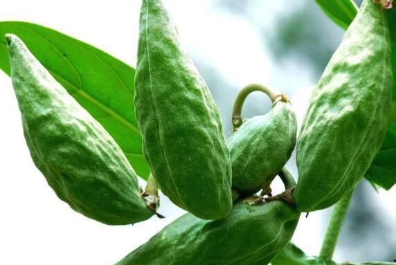 怀孕吃牛角瓜,牛角瓜助力健康孕育之旅