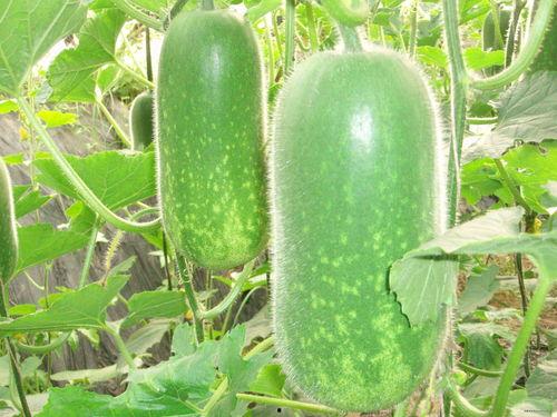 划水摸鱼吃瓜图片大全,划水摸鱼吃瓜，欢乐瞬间大盘点