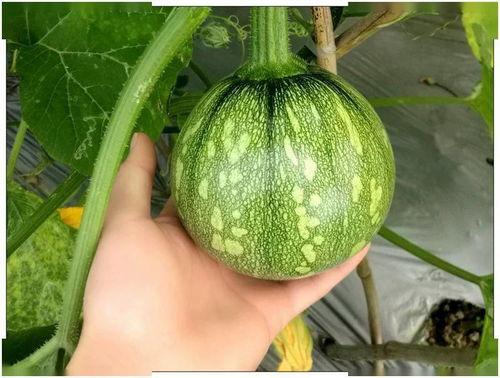 小吖吃瓜,揭秘娱乐圈那些不为人知的幕后故事