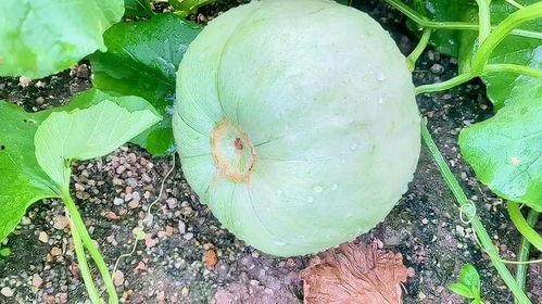 田瓜怎样吃,解锁美味新体验