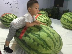 呼和浩特吃瓜事件,一场网络热议背后的真相探寻