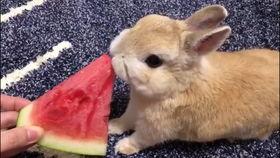兔子可以吃小瓜吗怎么吃,兔子食用小瓜的正确方法与注意事项
