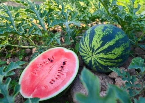 望都吃瓜,揭秘当地特色美食背后的故事