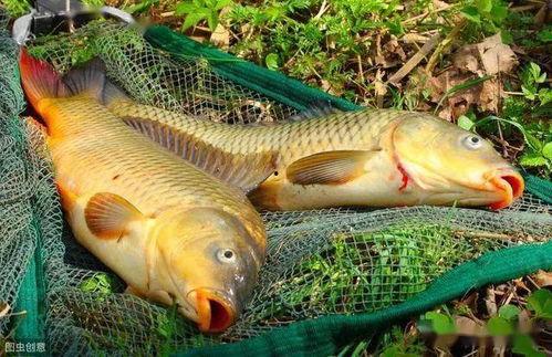 刘大瓜吃鲤鱼,一场味蕾与视觉的盛宴