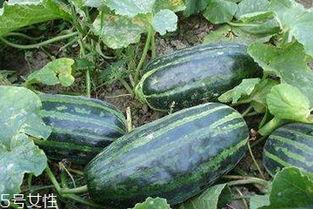 吃脆瓜有营养吗,吃脆瓜真的有这么多好处吗？