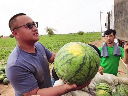 小金吃瓜图片大全,趣味横生的萌态大盘点