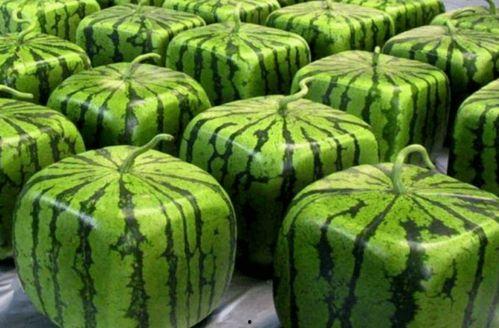 穿回民国吃瓜,吃瓜群众的民国生活奇遇记