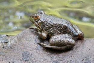 喷水蛙视频吃瓜,趣味视频背后的故事