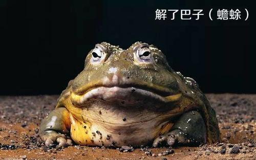 喷水蛙视频吃瓜,趣味视频背后的故事