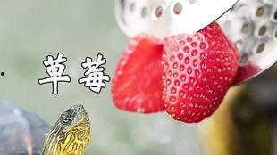 吃哈密瓜的龟,探寻龟类美食与健康的奇妙之旅