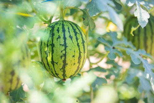 泉州SKY营销吃瓜,吃瓜群众见证的营销盛宴