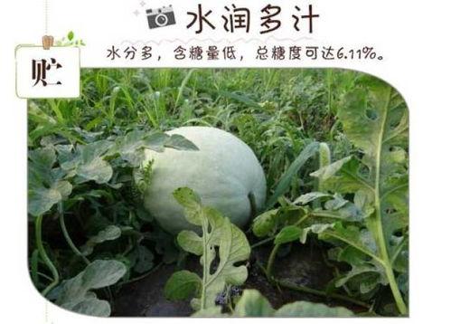 肿瘤吃三白瓜,天然食疗新选择