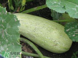 怎么吃瓜角瓜,解锁夏日清新美味新境界