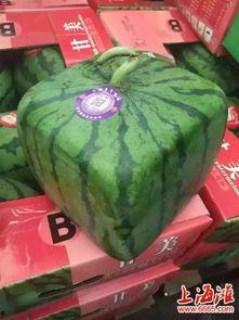 上海山瓜怎么吃,解锁夏日清新美味