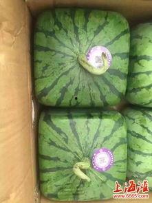 上海山瓜怎么吃,解锁夏日清新美味