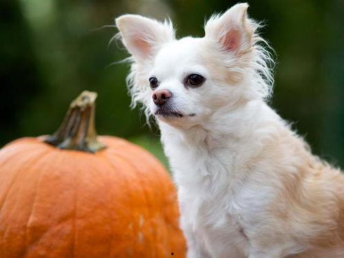 蓝瓜狗狗可以吃吗,安全与禁忌揭秘