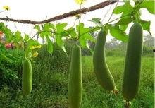 纹络瓜怎么吃,解锁美味新体验