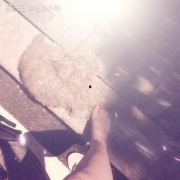 吃瓜小妹的日常,揭秘娱乐圈幕后故事