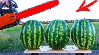 西瓜视频比赛吃瓜,西瓜视频吃瓜大赛精彩瞬间回顾