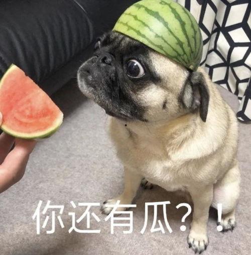 吃瓜了嘛表情包