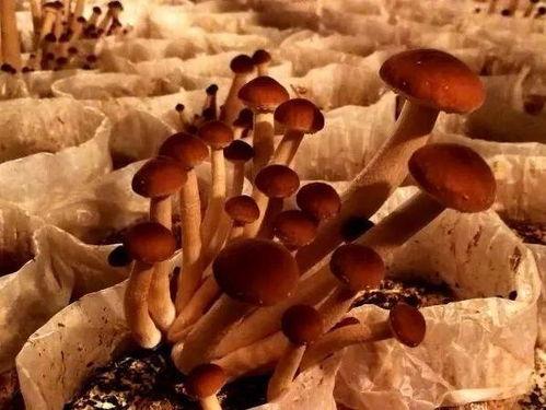 带货吃瓜女,揭秘网红女生的热门话题与消费现象