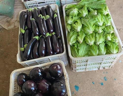 带货吃瓜女,揭秘网红女生的热门话题与消费现象